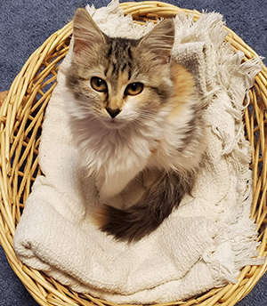Willow, the new little lady feline